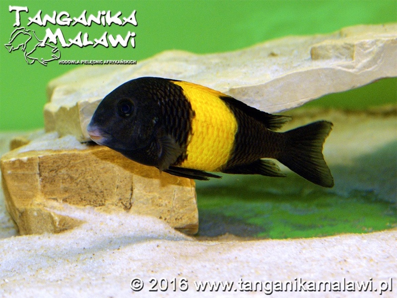 Tropheus sp. 'black' Kiriza